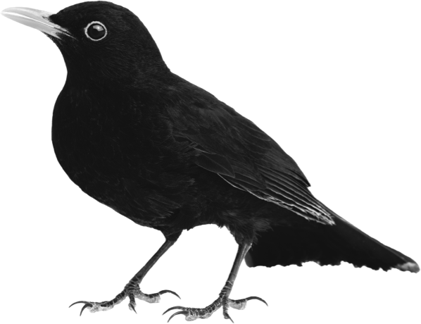 Image d'un oiseau noir